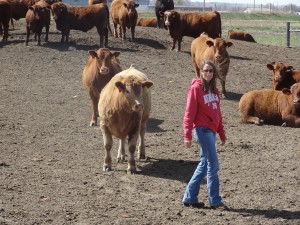 2011 Steers from the Denke's ranch...