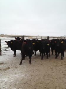 We were still able to ship cattle to harvest despite the icy conditions...