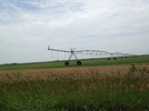 One of the places that we grow prairie hay grass is on pivot corners where we must grow a dry-land (non-irrigated) crop...