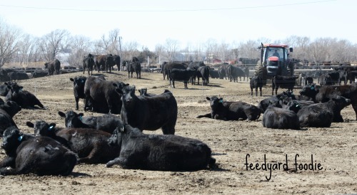 As a CAFO, my cattle farm is already under the jurisdiction of the EPA as the farm has held an NPDES permit through the agency for more than 20 years.